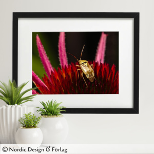 Skinnbagge på Echinacea <br>Makrofoto – Fotokonst – Poster