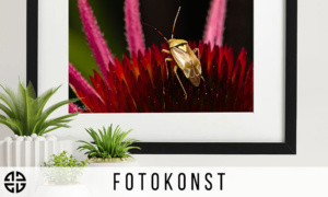 Fotokonst - Posters - Tavlor - Naturmotiv med blomma och bagge med hjärta
