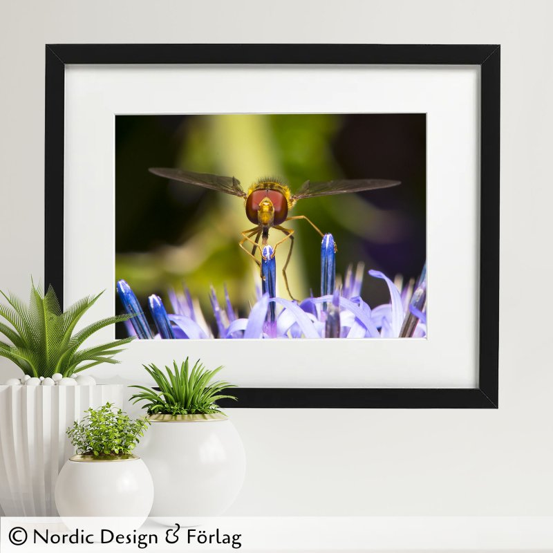 Blomfluga på Bolltistel Makrofoto, Fotokonst - Poster - Tavla